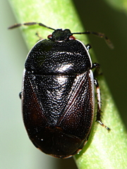 Canthophorus maculipes