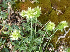 Sideritis hyssopifolia