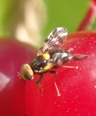 Rhagoletis cerasi