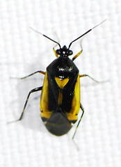 Deraeocoris cordiger