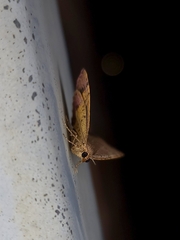 Chrysolarentia mecynata