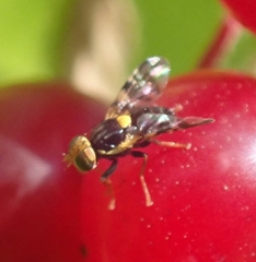 Rhagoletis cerasi