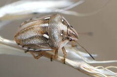 Derula flavoguttata