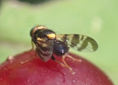 Rhagoletis cerasi