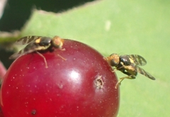 Rhagoletis cerasi