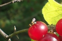 Rhagoletis cerasi