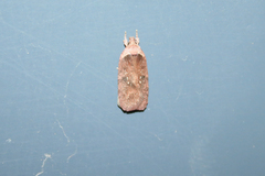 Agonopterix multiplicella