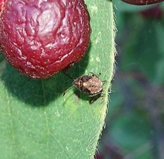 Rhagoletis cerasi