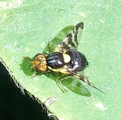 Rhagoletis cerasi