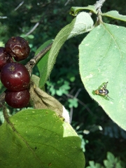 Rhagoletis cerasi