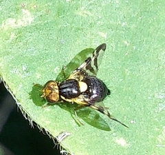 Rhagoletis cerasi