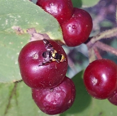 Rhagoletis cerasi