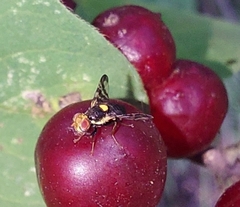 Rhagoletis cerasi