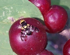 Rhagoletis cerasi