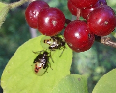 Rhagoletis cerasi