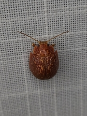 Paropsis intermedia