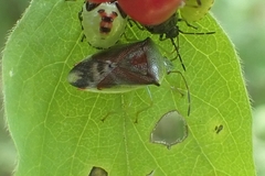 Elasmostethus interstinctus