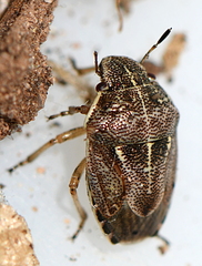 Neottiglossa lineolata