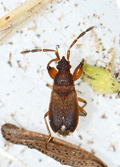 Notochilus ferrugineus
