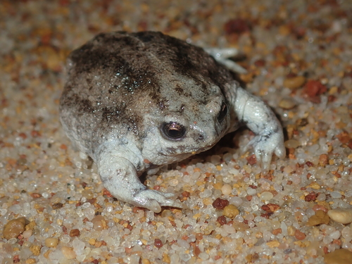 Southern Sandhill Frog, Arenophryne xiphorhyncha