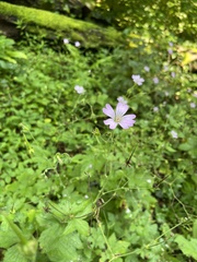 Geranium gracile