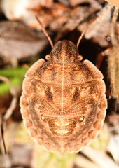 Odontotarsus