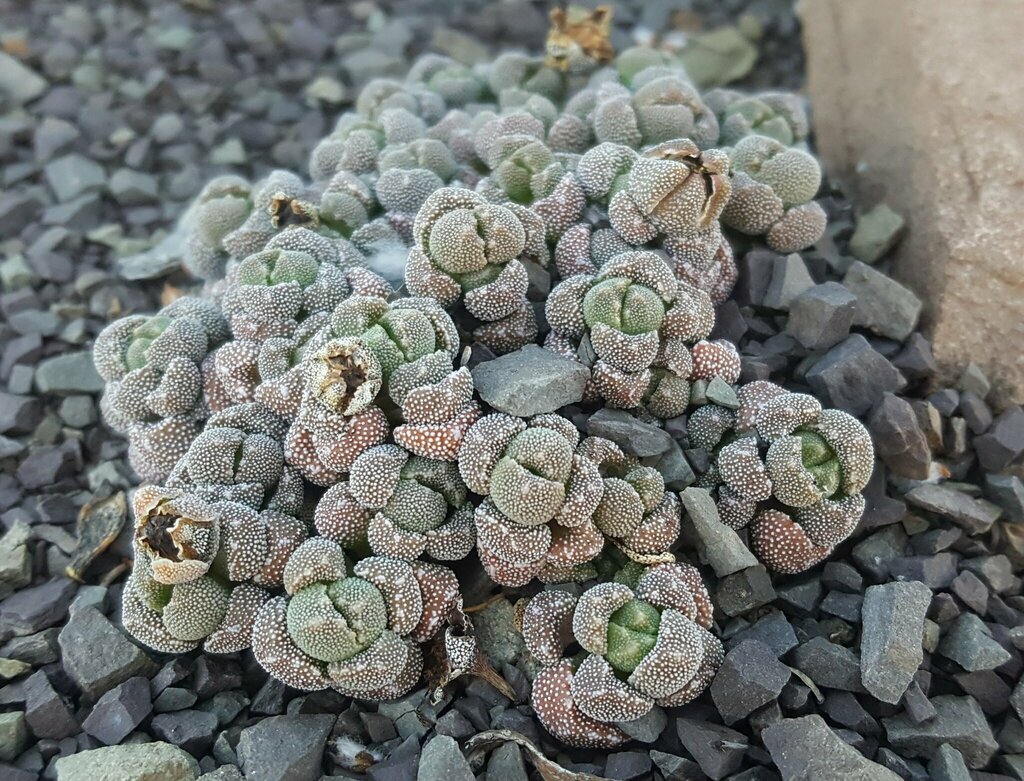Rhinephyllum broomii