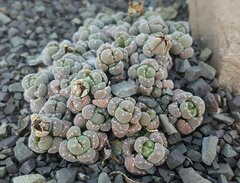 Rhinephyllum broomii