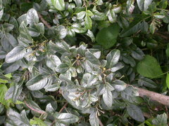 Chrysojasminum goetzeanum