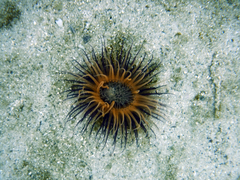 Botruanthus benedeni