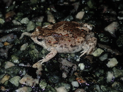 Pseudophryne guentheri