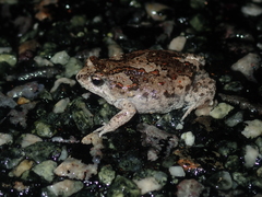 Pseudophryne guentheri