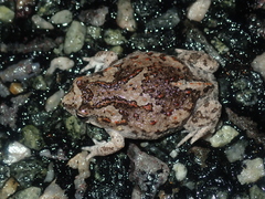 Pseudophryne guentheri