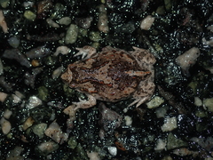 Pseudophryne guentheri