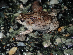 Pseudophryne guentheri