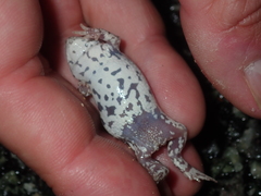 Pseudophryne guentheri