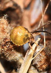 Vilpianus galii
