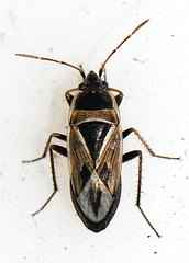 Xanthochilus quadratus