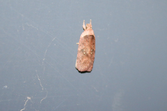 Agonopterix multiplicella
