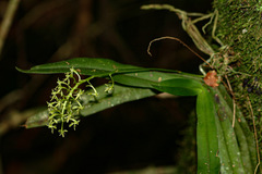 Angraecopsis parviflora