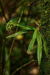 Angraecopsis parviflora