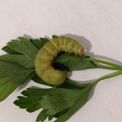 Lepidoptera