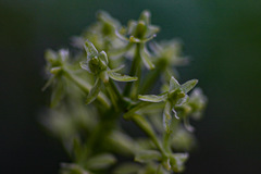 Angraecopsis parviflora