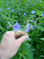 Geranium pseudosibiricum