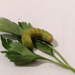 Lepidoptera
