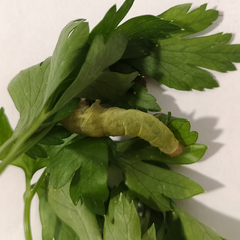 Lepidoptera