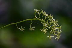 Angraecopsis parviflora