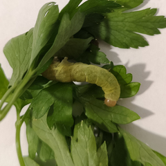 Lepidoptera