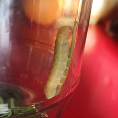 Lepidoptera