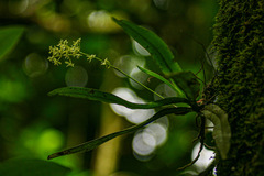 Angraecopsis parviflora